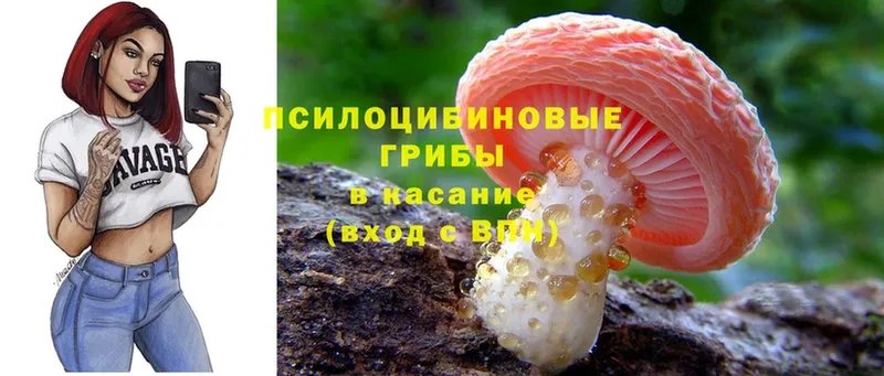 купить закладку  Вольск  Псилоцибиновые грибы Psilocybe 